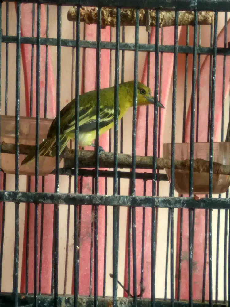 Burung Cipo Fullset Sudah Voer