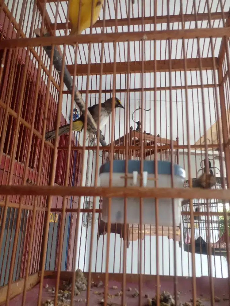 Burung ceca Wilis atau rengganis