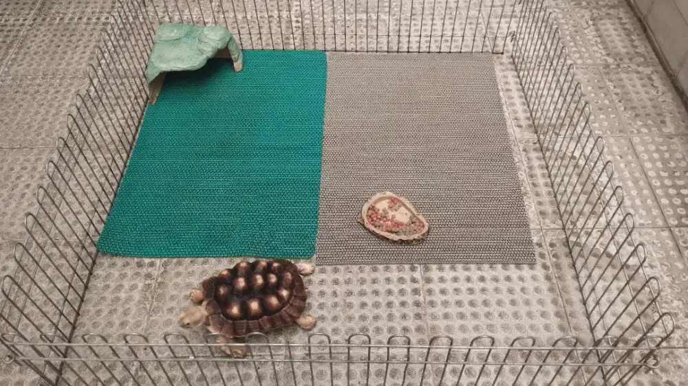 Kura-kura darat sulcata 18 cm fullset