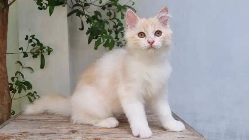 KITTEN PERSIA MEDIUM BETINA 3 BULAN CREAM PUTIH