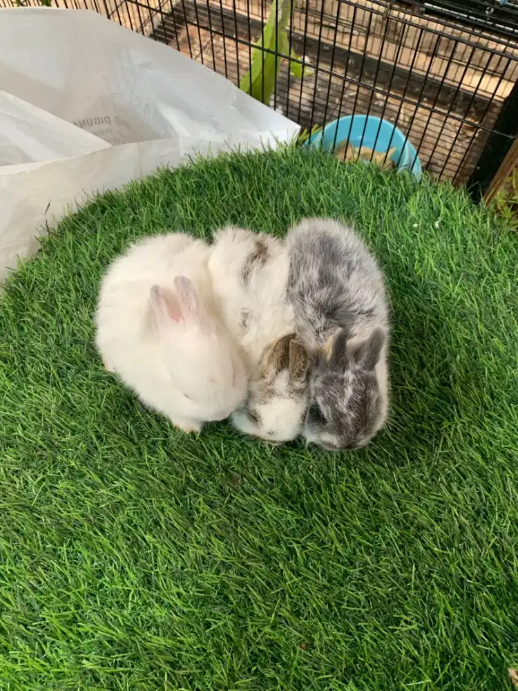 Kelinci Netherlands Dwarp