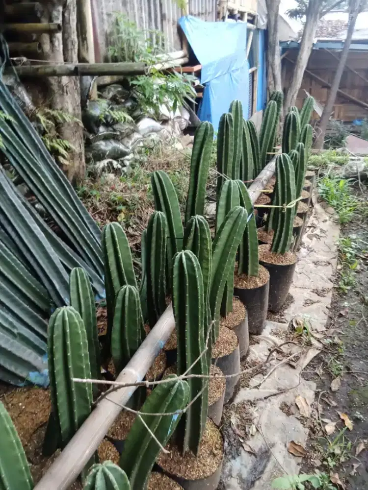 Tanaman kaktus koboy