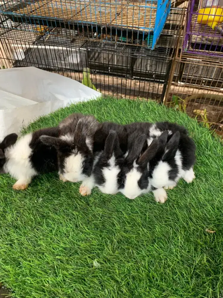 Kelinci Topeng Lok Bandung