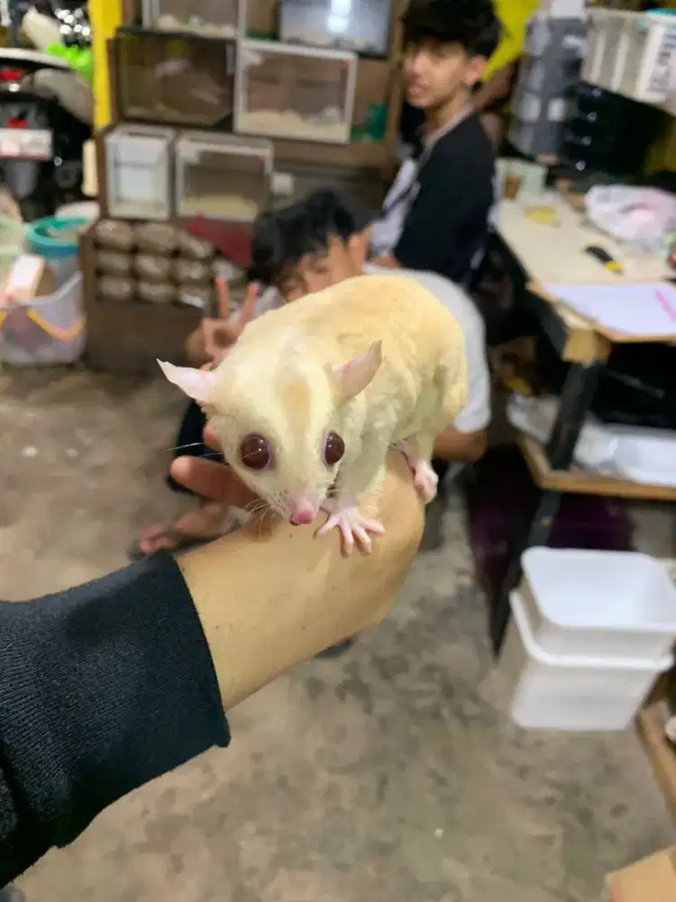 Sugar Glider Creamyno