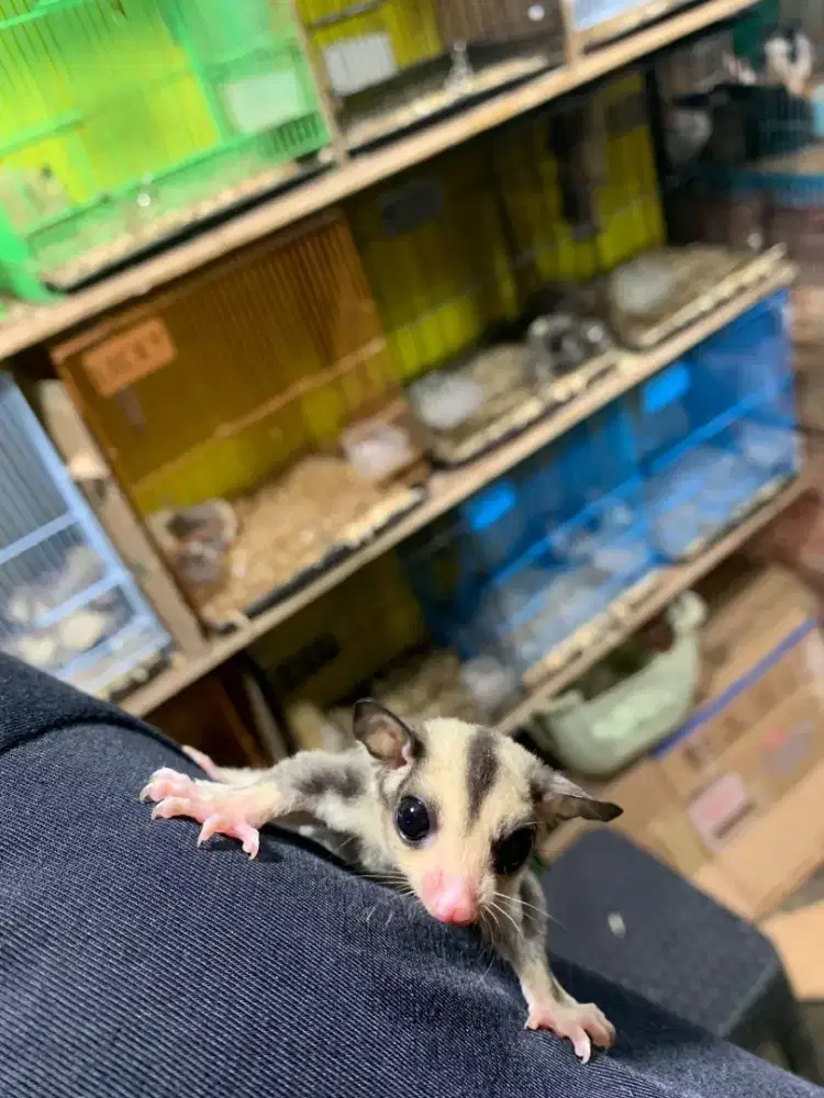 Sugar Glider White Face Joy