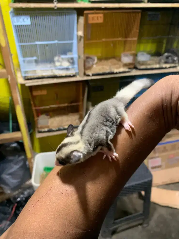 Sugar Glider Moza Ring Tail Joy