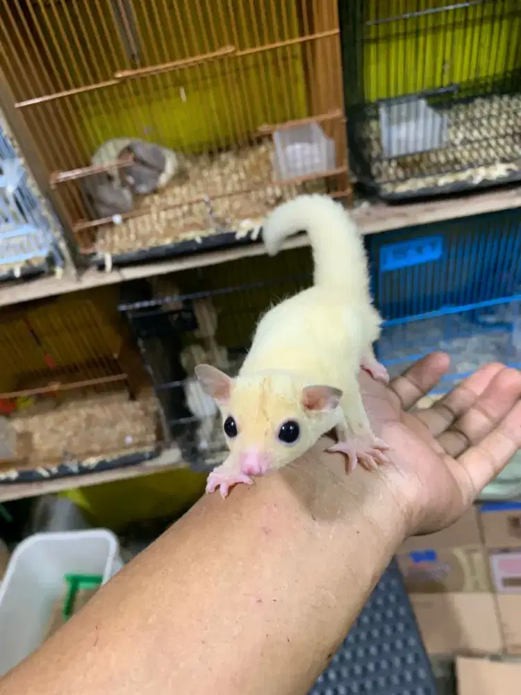 Sugar Glider Leucistik Joy