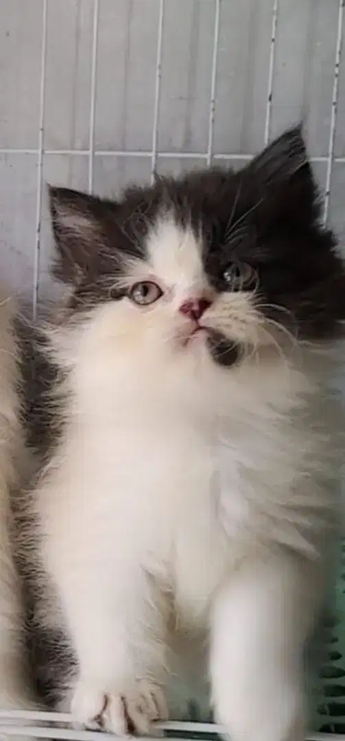 Anak kucung anggora/kitten persia flatnose /kucing persia beyina