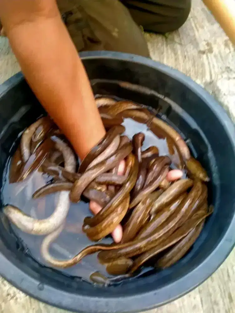 Bahan makanan belut segar buat konsumsi