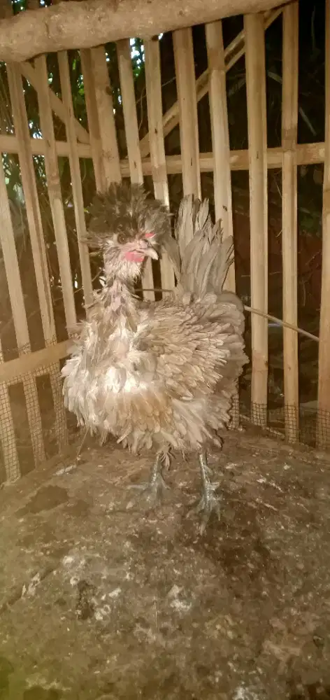 Ayam biang poland udah peroduksi