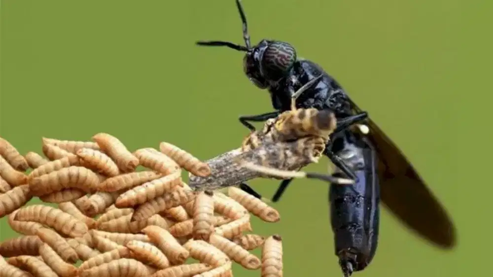 Maggot hidup pakan ikan burung reptil predator