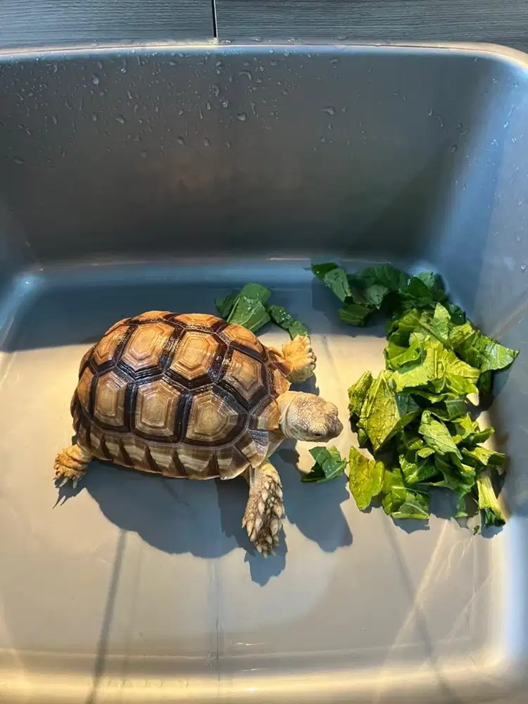 Kura Sulcata Tiger 19 cm