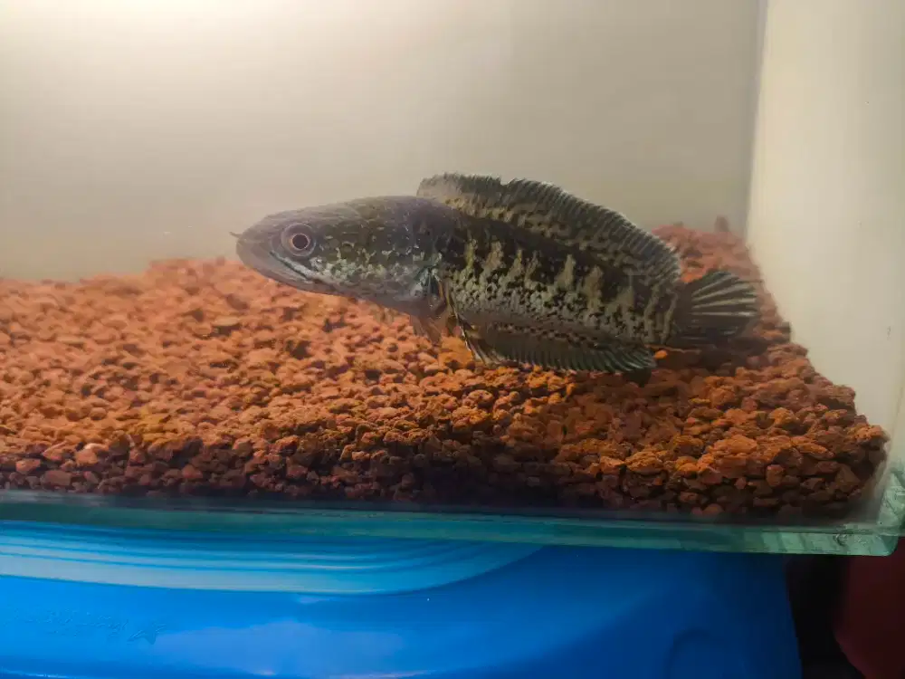 Ikan Auranti size 19cm++