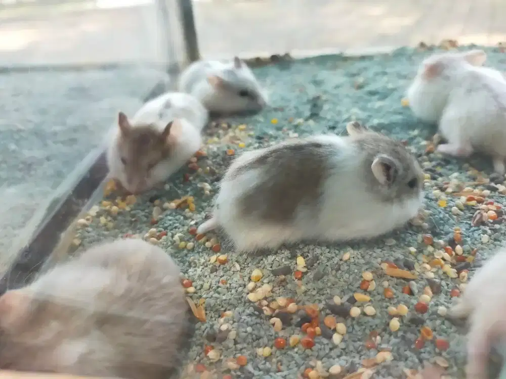 Hamster cambel dominan