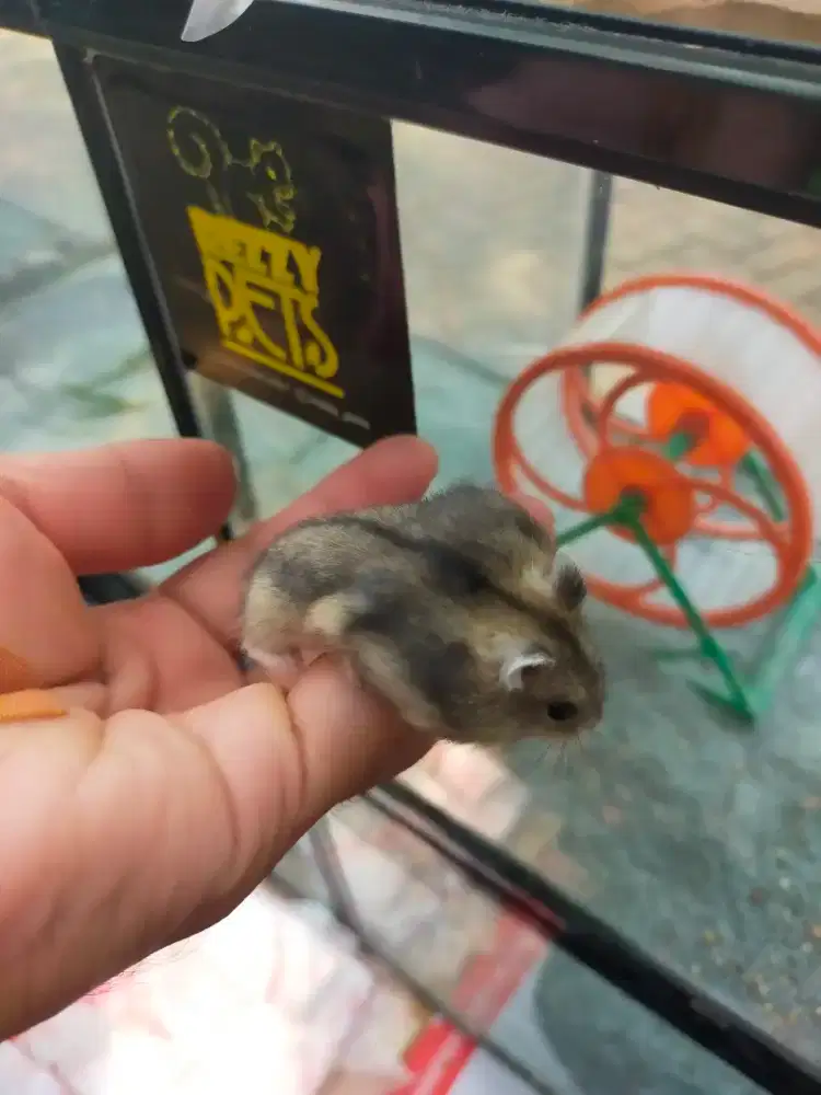 Hamster winter tiger