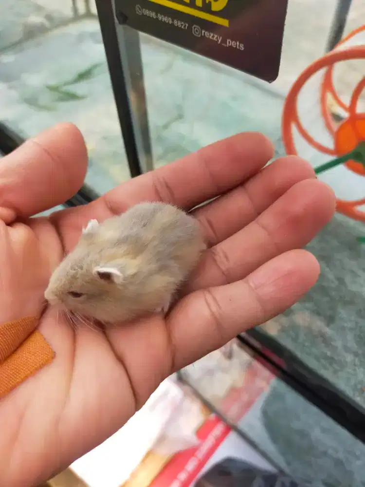 Hamster winter blue argente