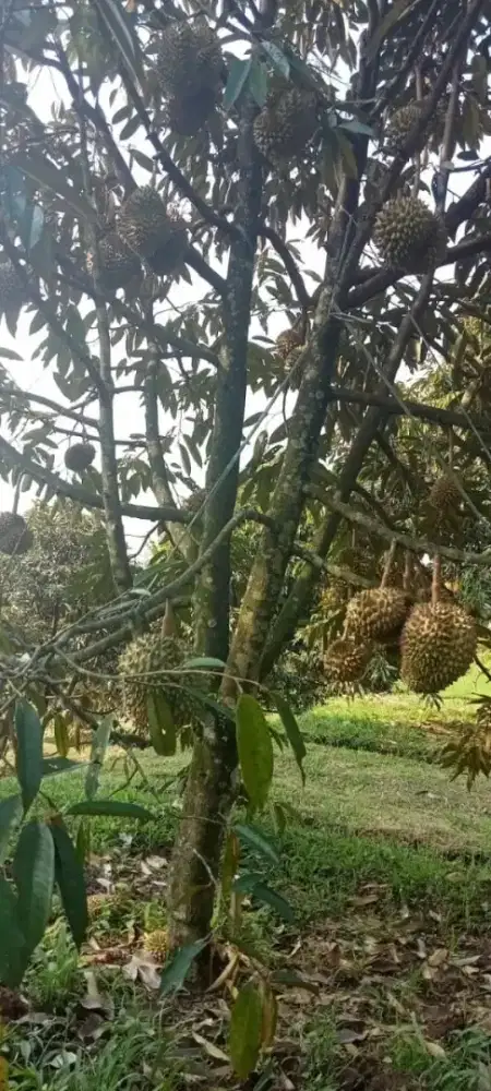 Kebun Duren D sukabumi Siap panen
