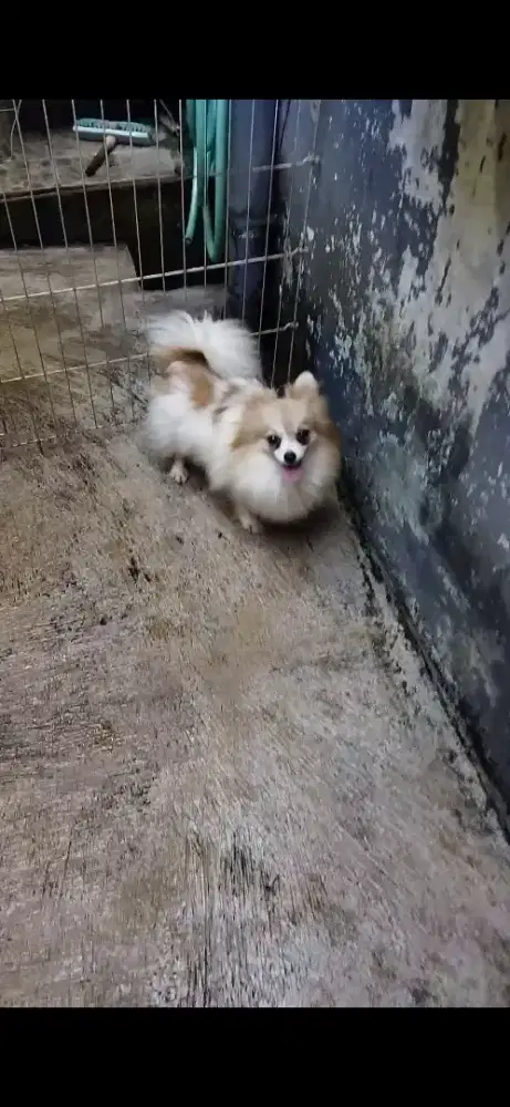 Mini pom betina stb vaksin baru lup