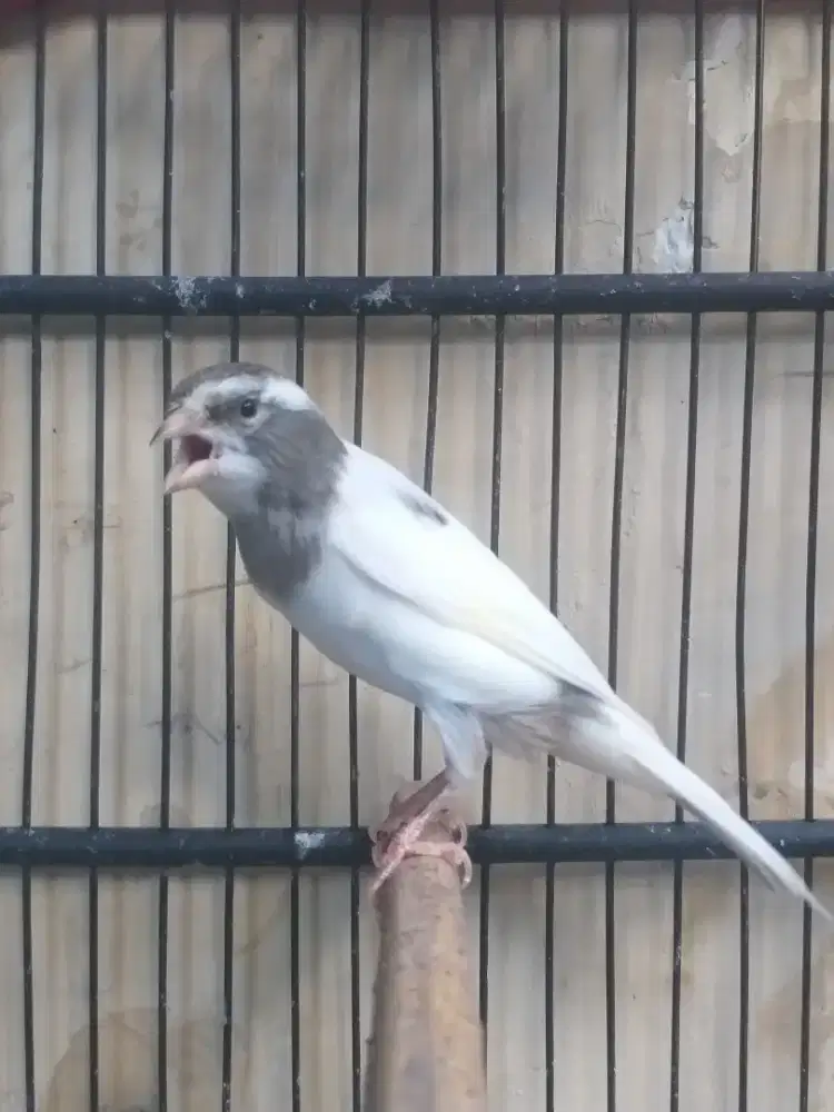 Kenari SF x Larquet Betina