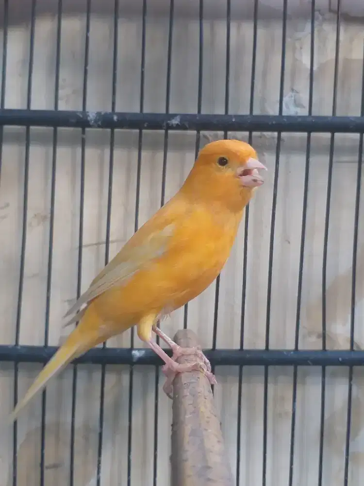 Kenari Larquet Betina