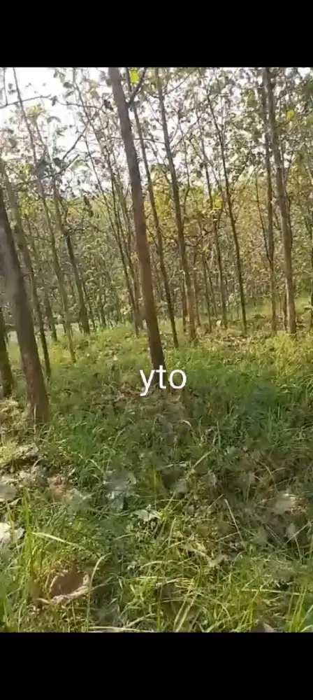 Jual tanah bonus pohon jati lokasi Sambirejo lt 1200m hrg 100jt nego