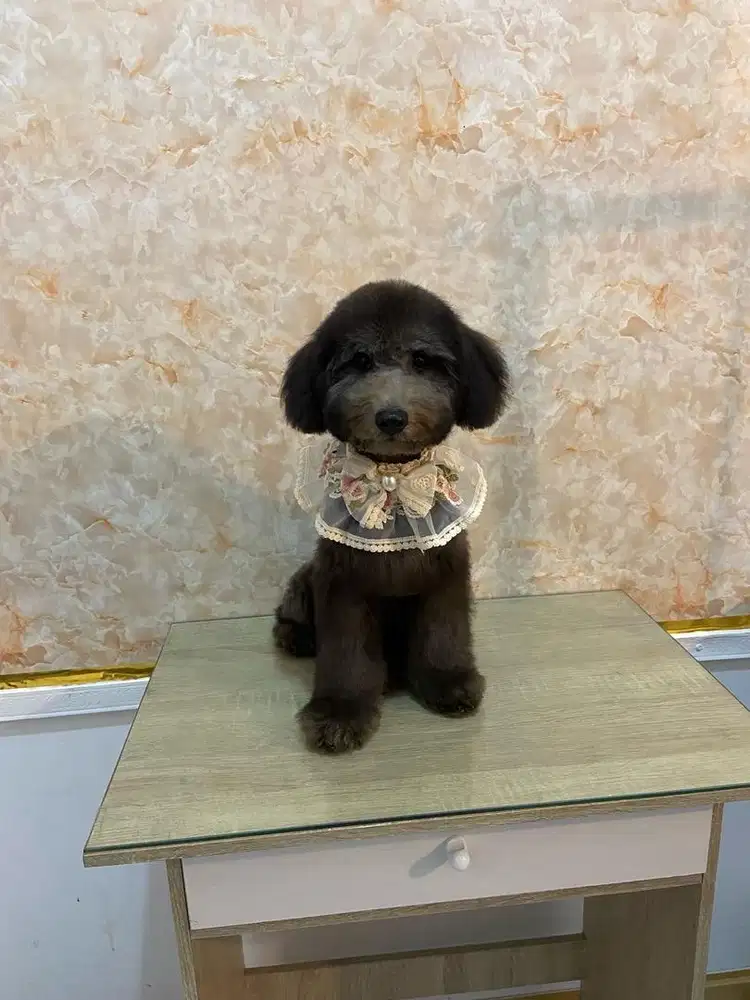 Grooming anjing di denpasar