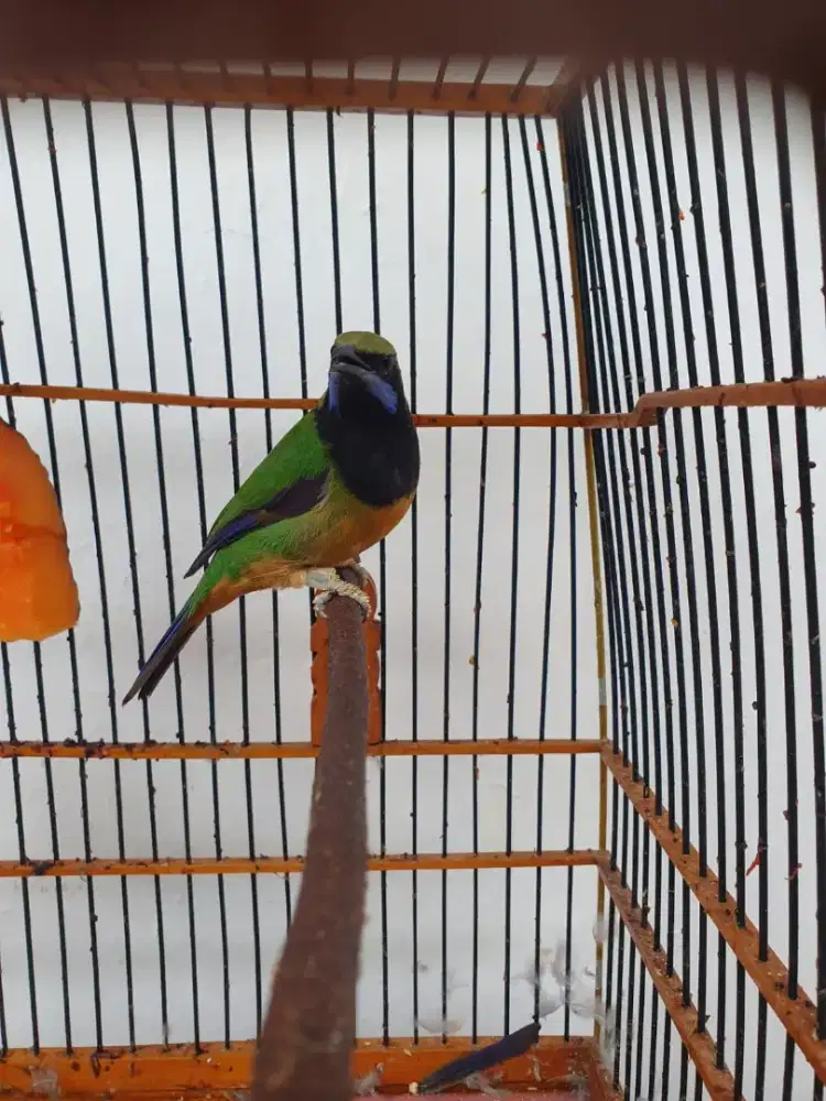 Cucak Cungkok Gacor dan Mapan