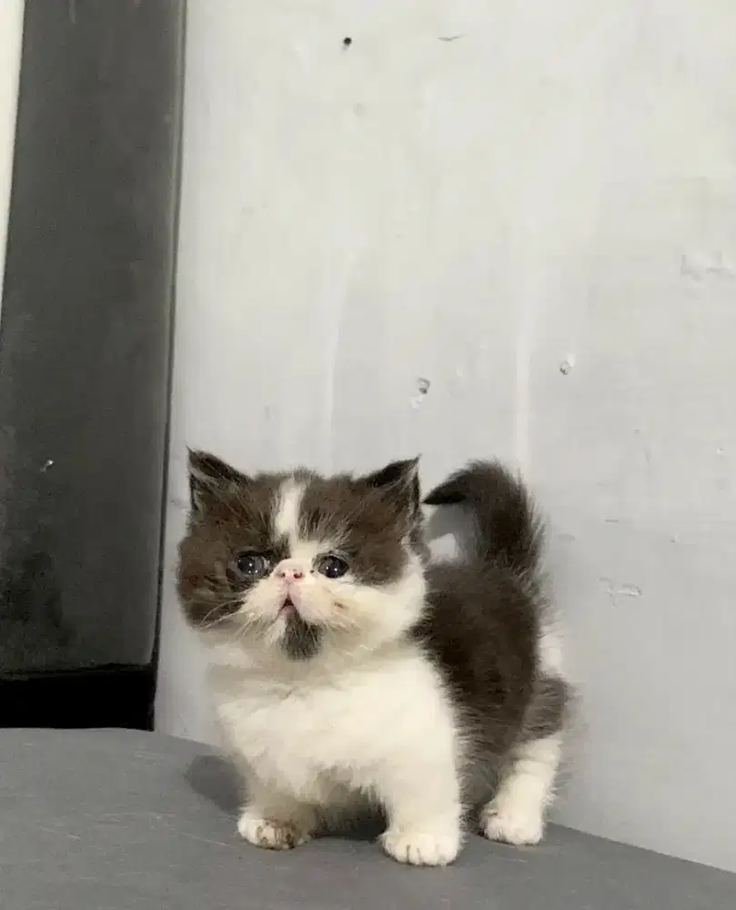 Kucing Munchkin Pesek (Minuet)