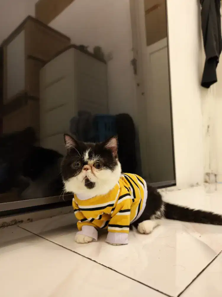 Kucing Munchkin Pesek (Minuet)