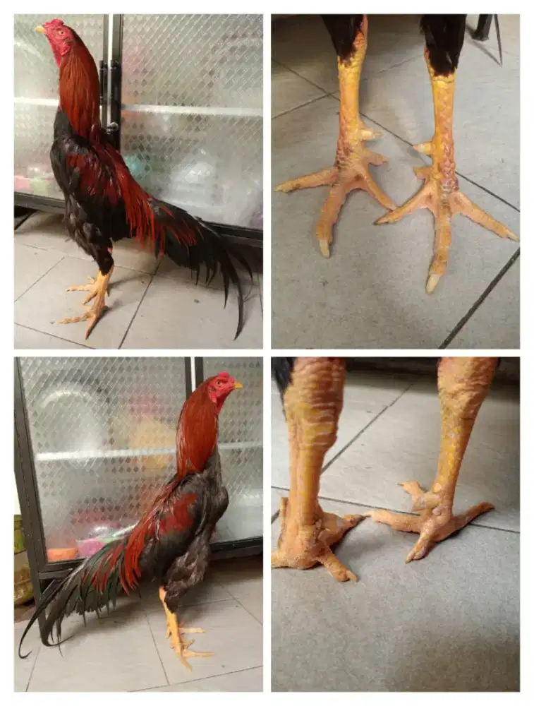 Ayam Bangkok ukuran 6 kaki surowatu