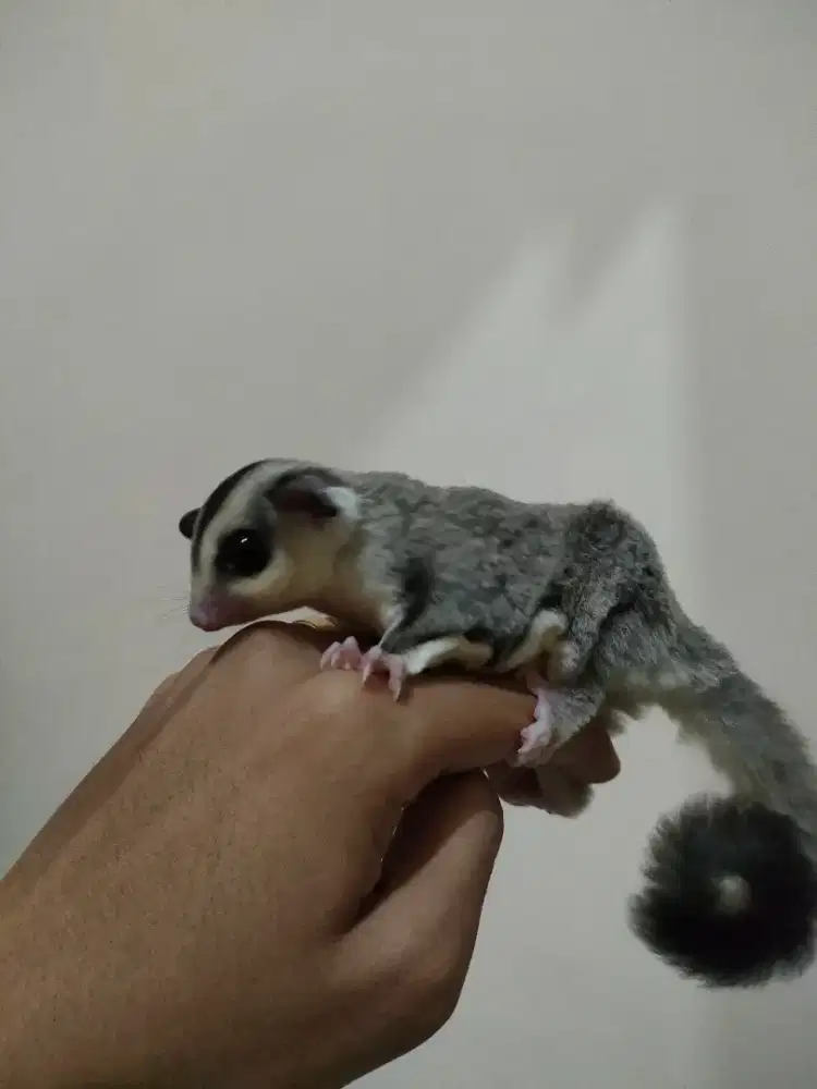 Sugar glider white face joey