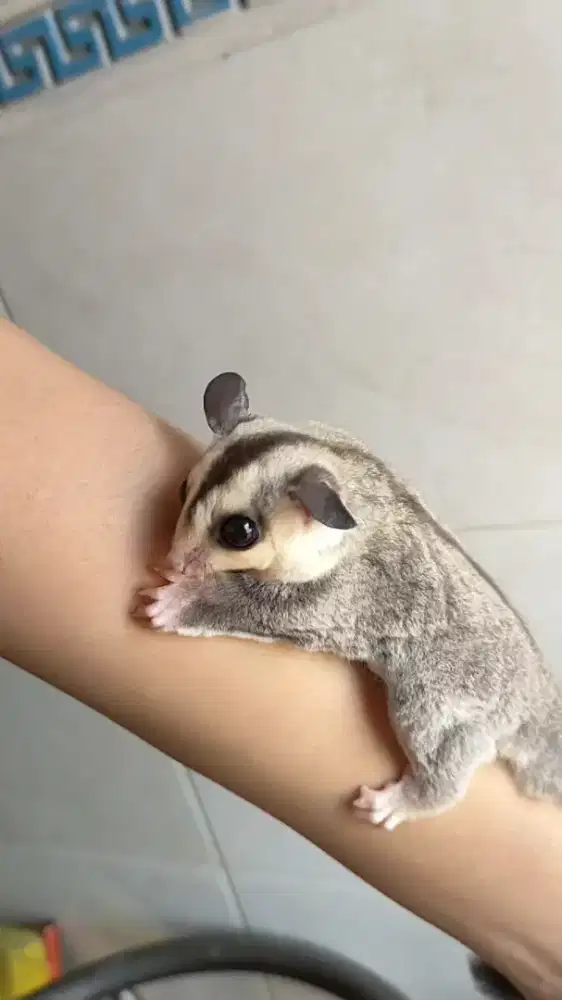 Sugar glider white face betina