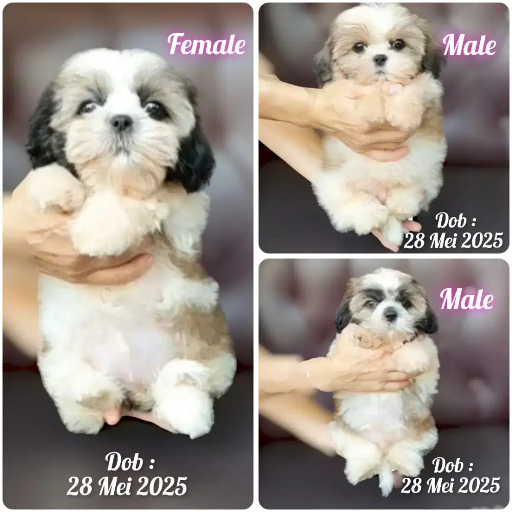 Jual Shitzu (Kaki cebol)