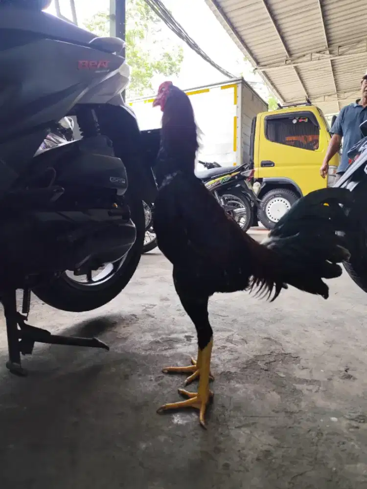Ayam Bangkok Muda