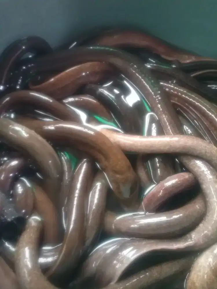 Bahan makanan segar belut konsumsi siap antar