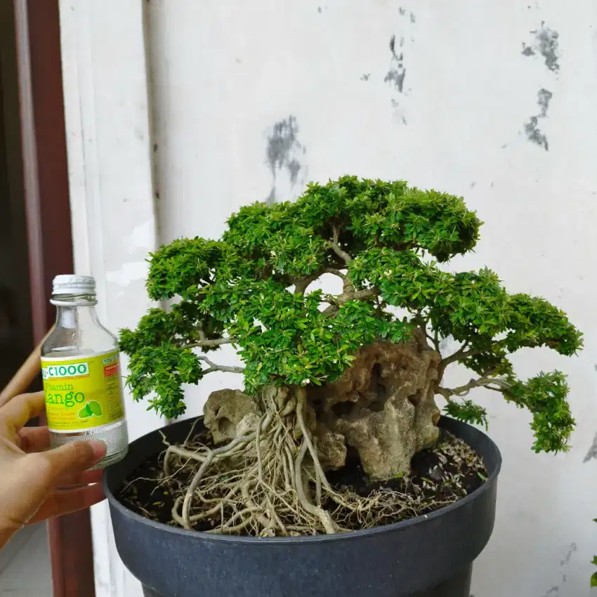 Bonsai Saengsimbur Super Mikro Thailand OTR