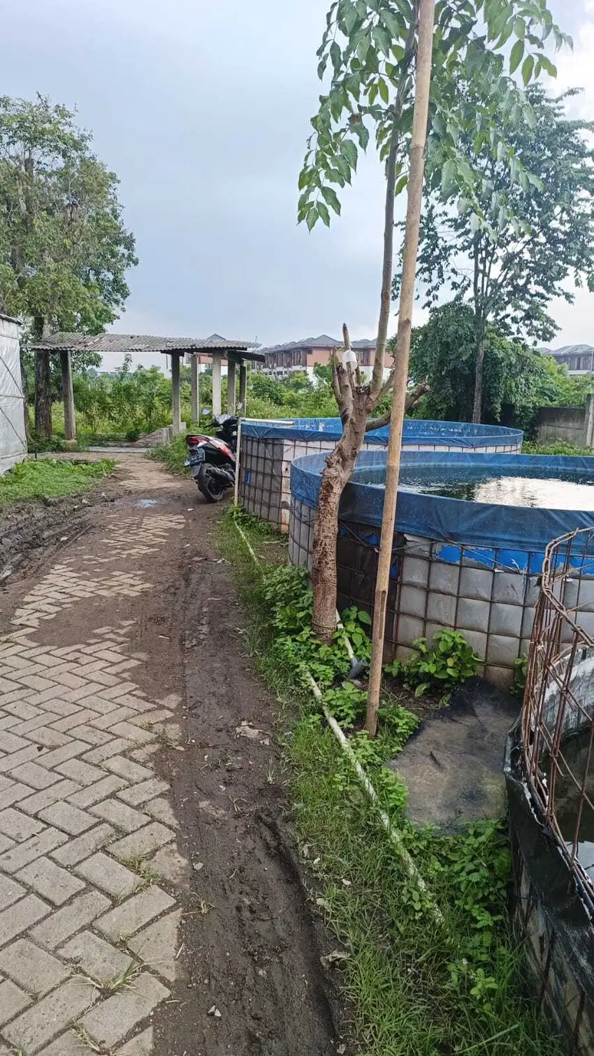 Tanah kosong 200 m di belakang perumahan Suvarna Sutra Sindang Jaya