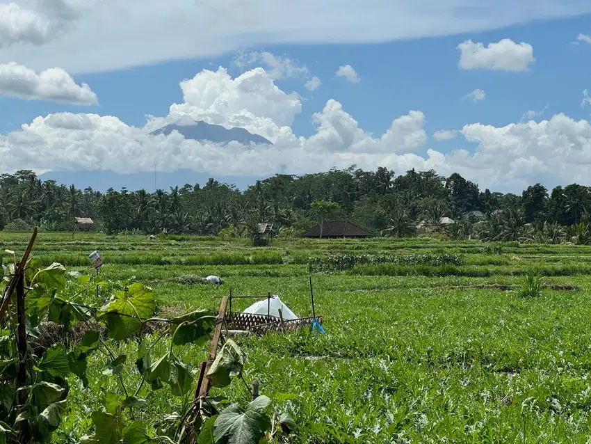 Tanah View Sawah di Jalan Utama Siangan Bali