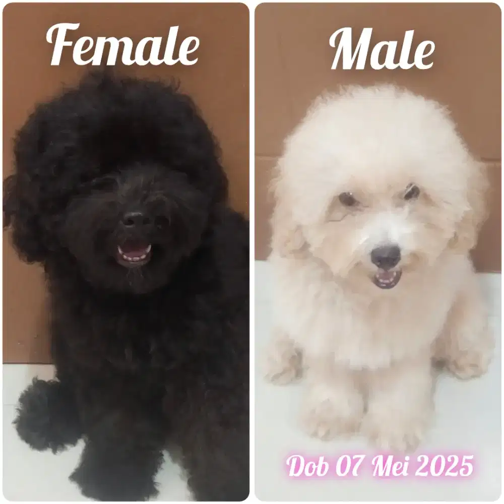Jual Borongan Poodle