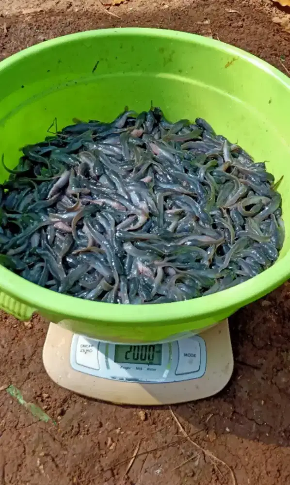 Bibit lele Sangkuriang