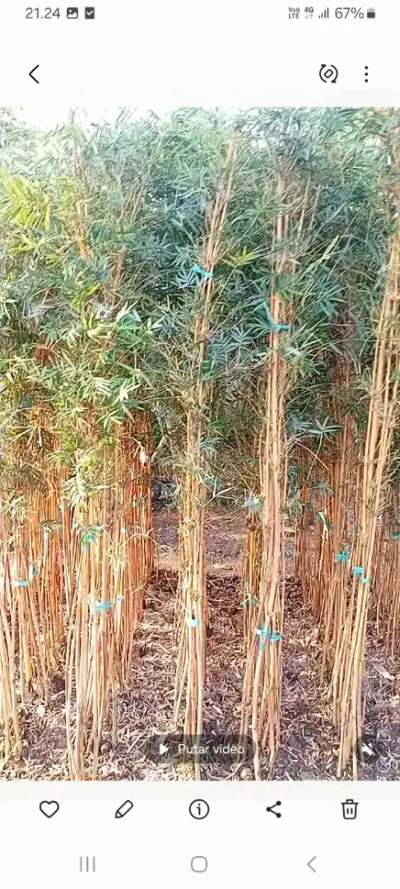 bamu kelisin kuning dan tanaman hias