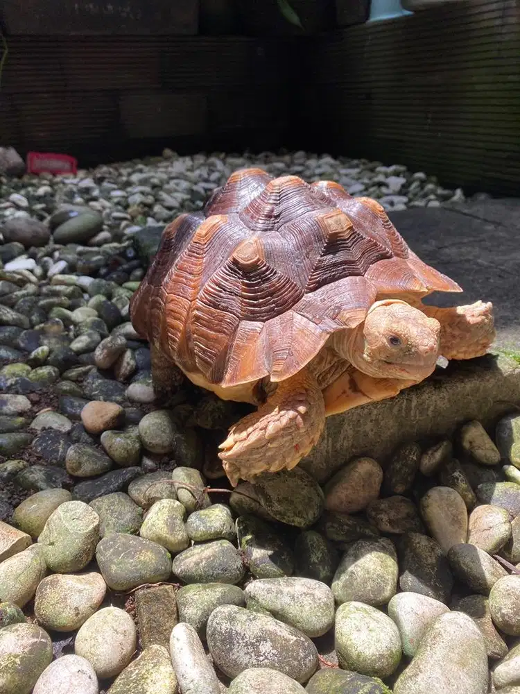 BOGOR - KURA KURA SULCATA TERAWAT UMUR 3 TAHUN TERAWAT