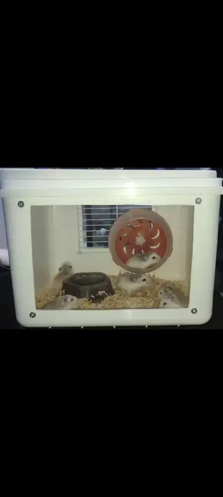 Hamster ecer dan grosir