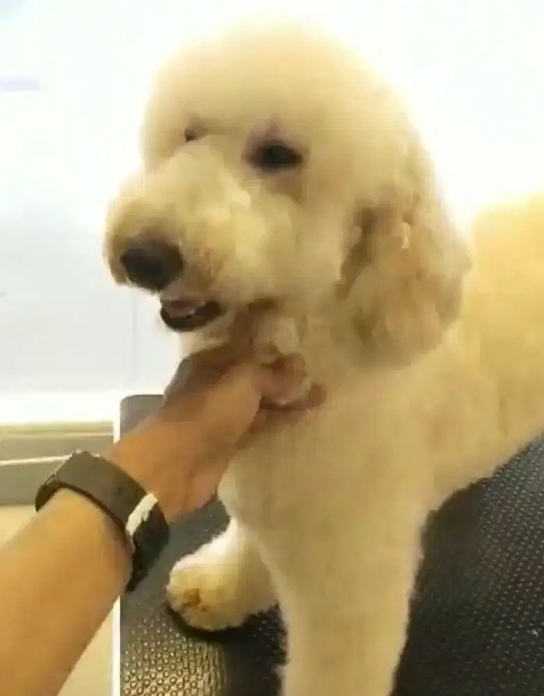 Standard poodle betina fawn