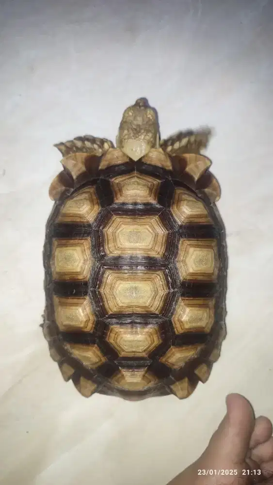 Sulcata 22.5 cm up