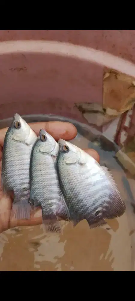 SEDIA BIBIT IKAN GURAME SOANG KUALITAS UNGGUL