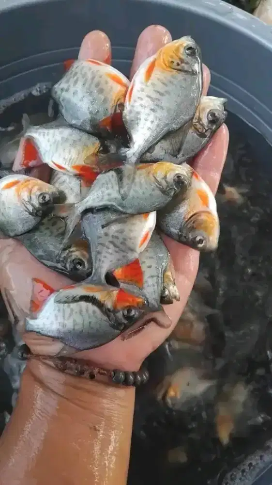 SEDIA BIBIT IKAN BAWAL KUALITAS UNGGUL