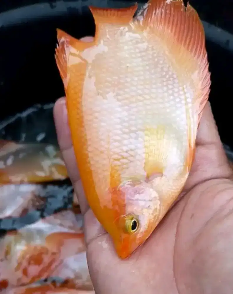 SEDIA IKAN GURAME PADANG 4JARI