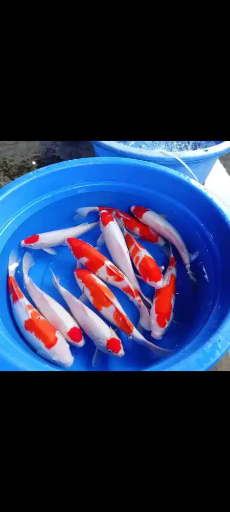 SEDIA PAKET IKAN KOI CANTIK SIZE 40CM ISI 5 EKOR