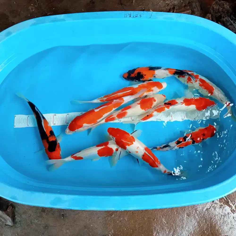 SEDIA PAKET IKAN KOI CANTIK SIZE 40CM ISI 5 EKOR